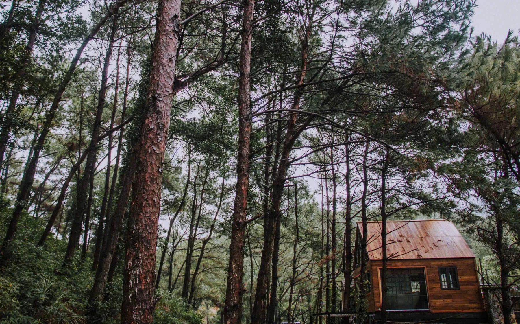 Rooftop Choai Homestay - ảnh 4