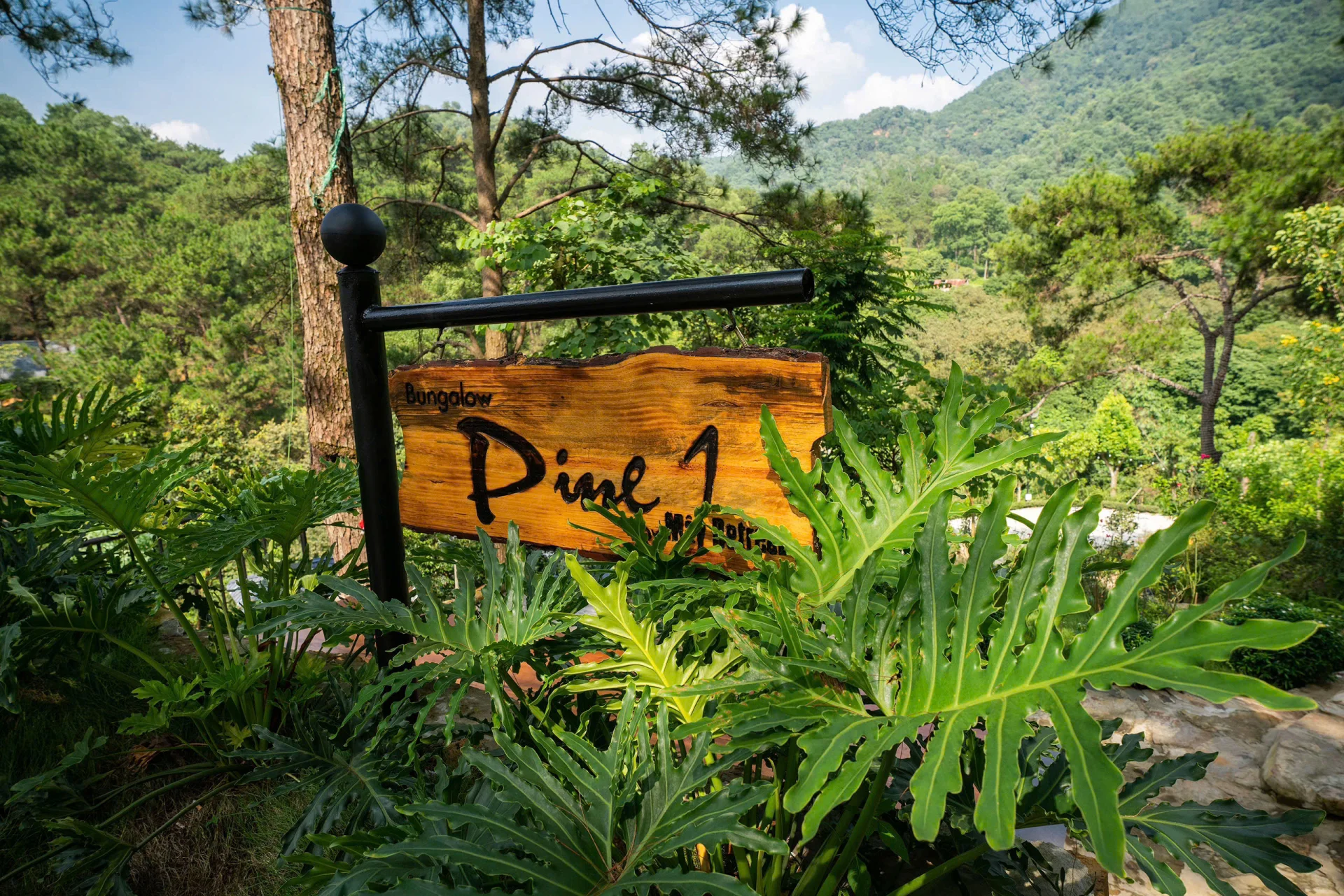 Pine Homestay  - ảnh 3